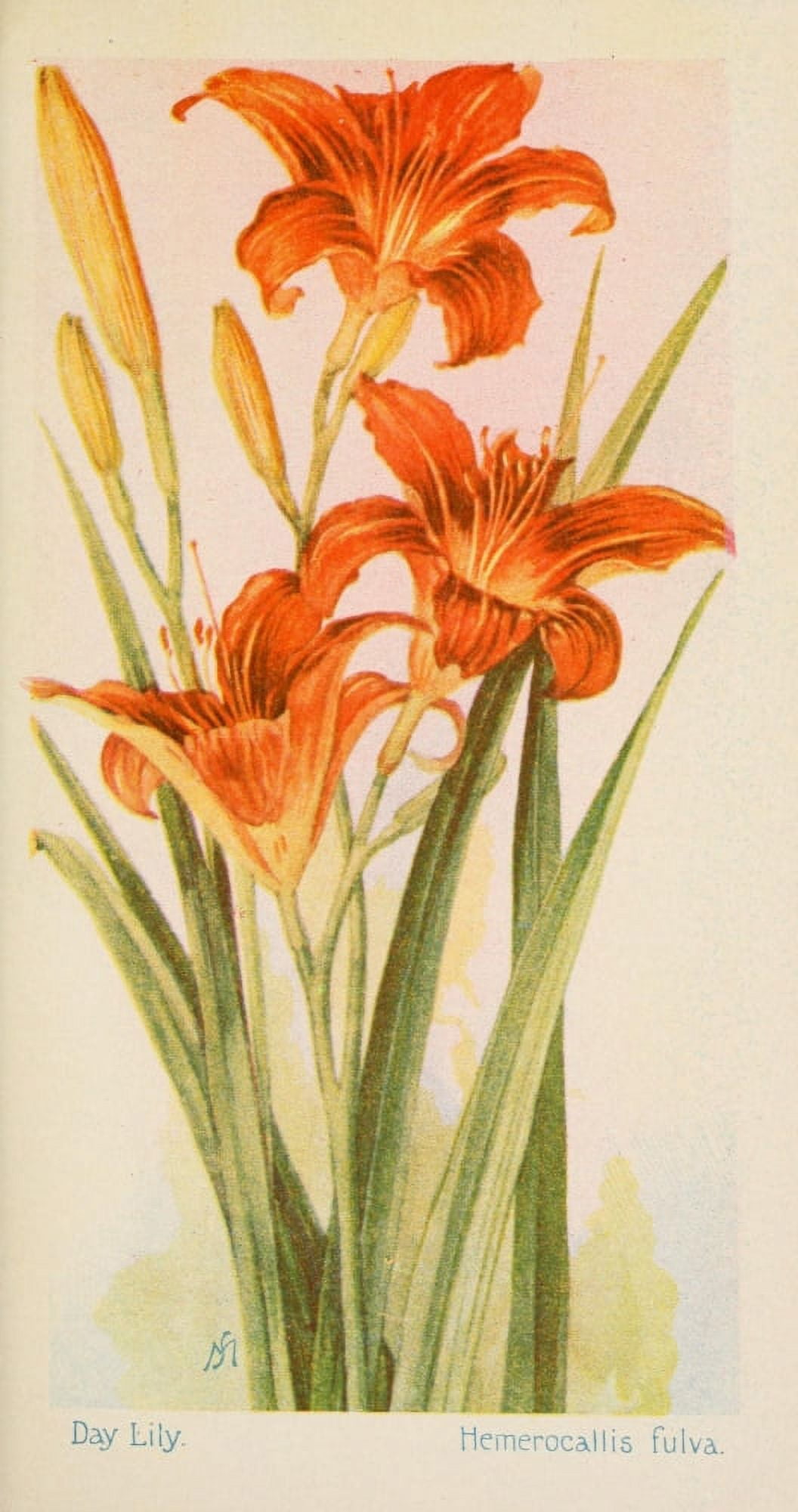 American Wild Flowers 1902 Day Lily Canvas Art - F S-Mathews (24 x 36)