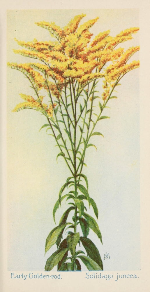American Wild Flowers 1902 Early Golden-rod Canvas Art - F S-Mathews (18 x 24)