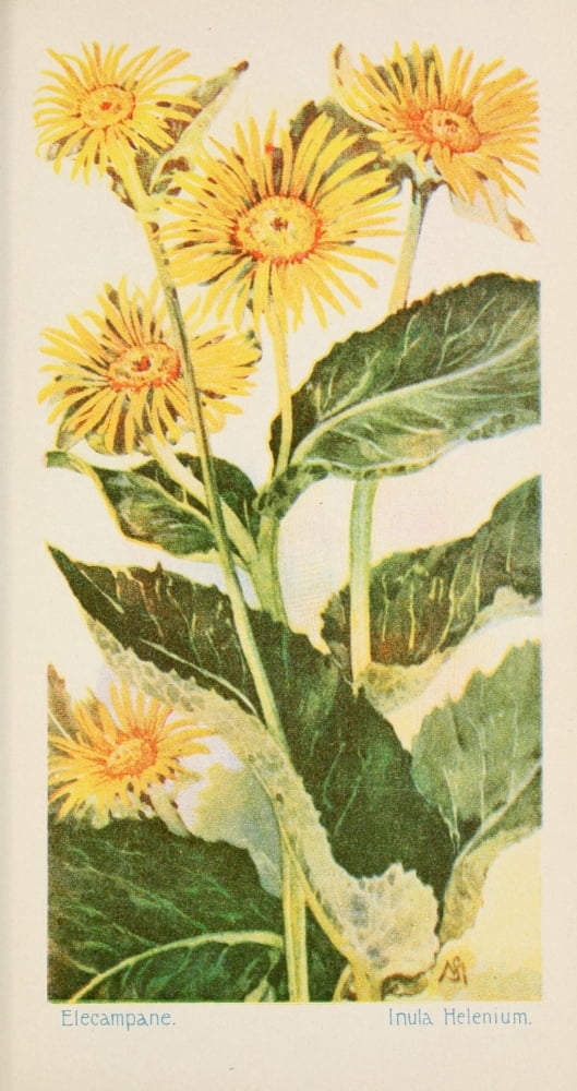 American Wild Flowers 1902 Elecampane Canvas Art - F S-Mathews (24 x 36)