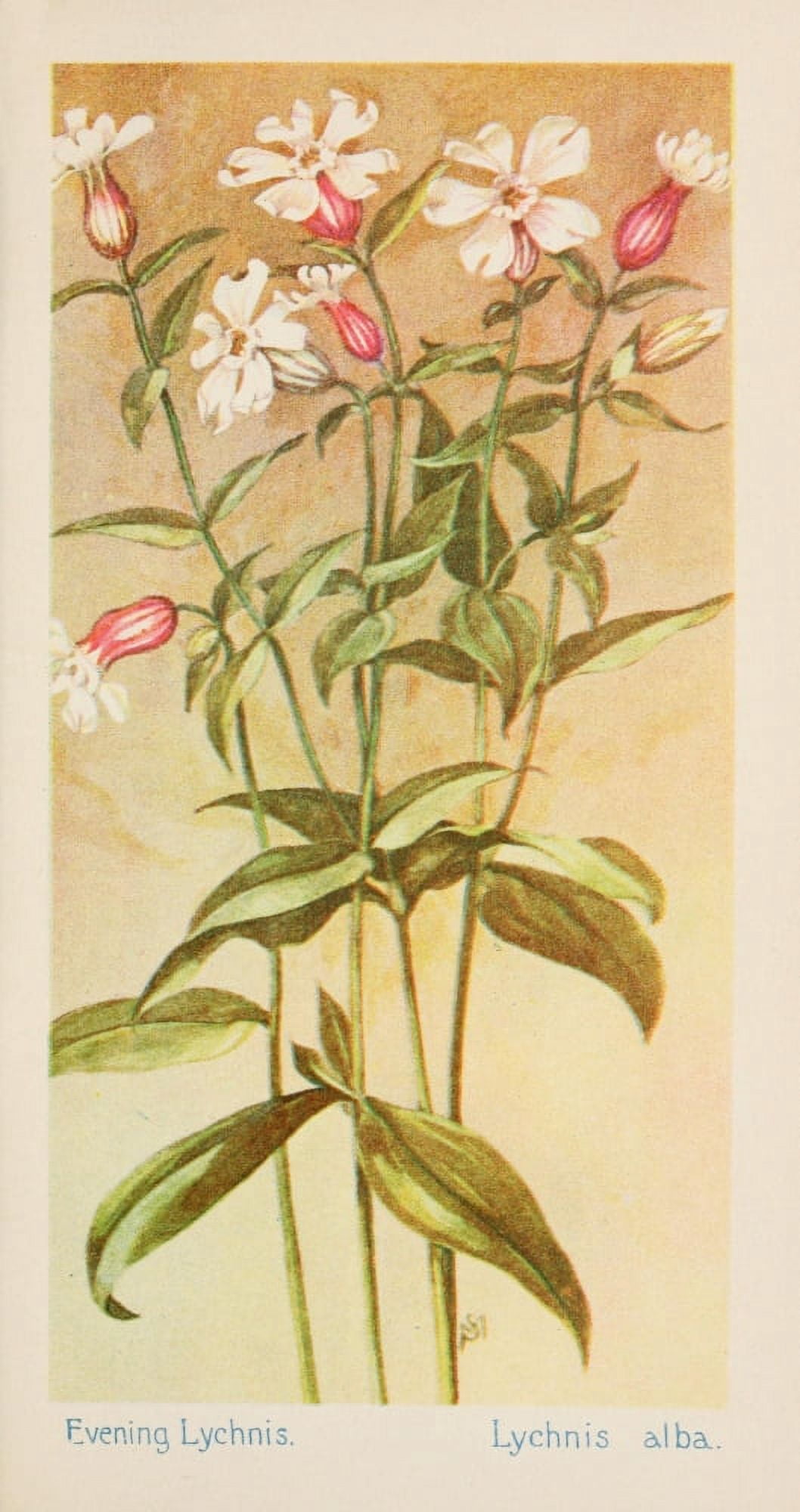 American Wild Flowers 1902 Evening Lychnis Canvas Art - F S-Mathews (18 x 24)