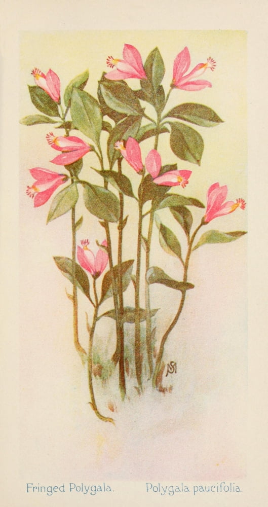 American Wild Flowers 1902 Fringed Polygala Canvas Art - F S-Mathews (18 x 24)