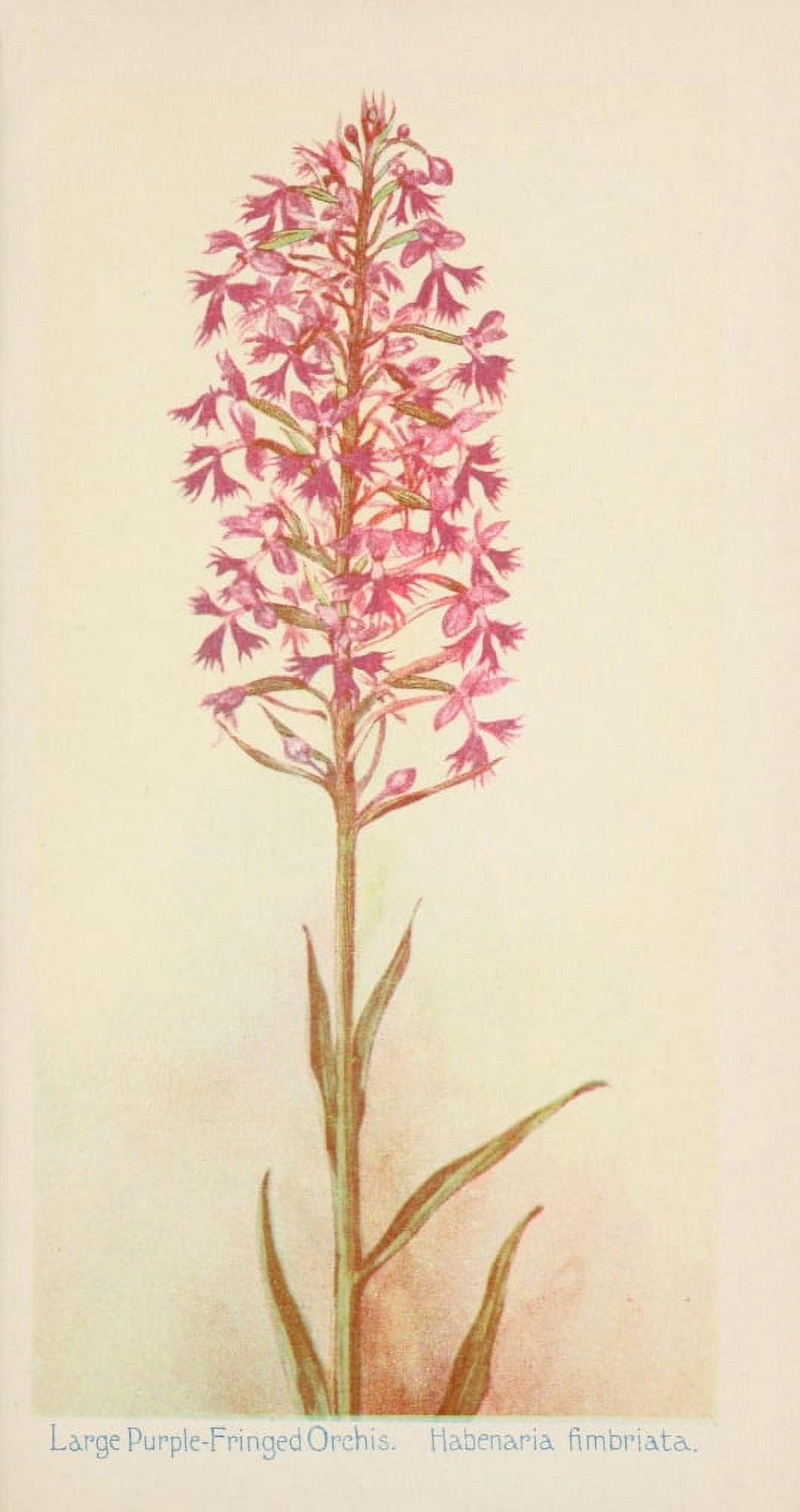 American Wild Flowers 1902 Large Purple-fringed Orchis Canvas Art - F S-Mathews (24 x 36)