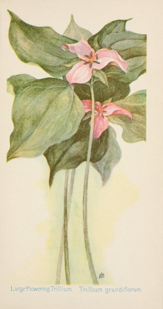 American Wild Flowers 1902 Large-flowering Trillium Canvas Art - F S-Mathews (24 x 36)