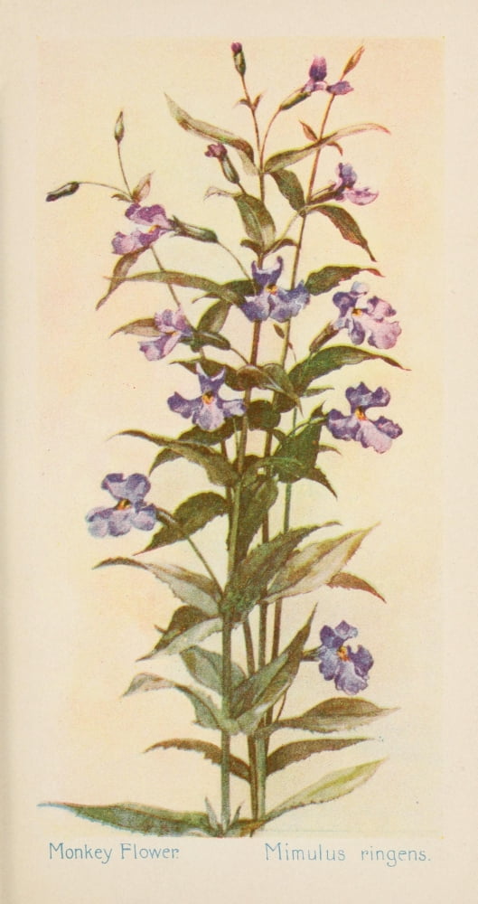 American Wild Flowers 1902 Monkey flower Canvas Art - F S-Mathews (18 x 24)