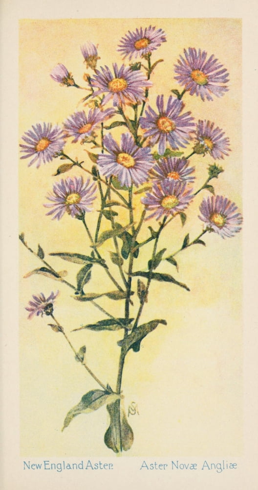 American Wild Flowers 1902 New England Aster Canvas Art - F S-Mathews (24 x 36)