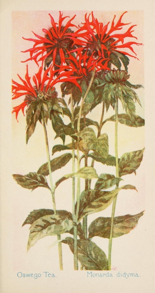 American Wild Flowers 1902 Oswego Tea Canvas Art - F S-Mathews (18 x 24)
