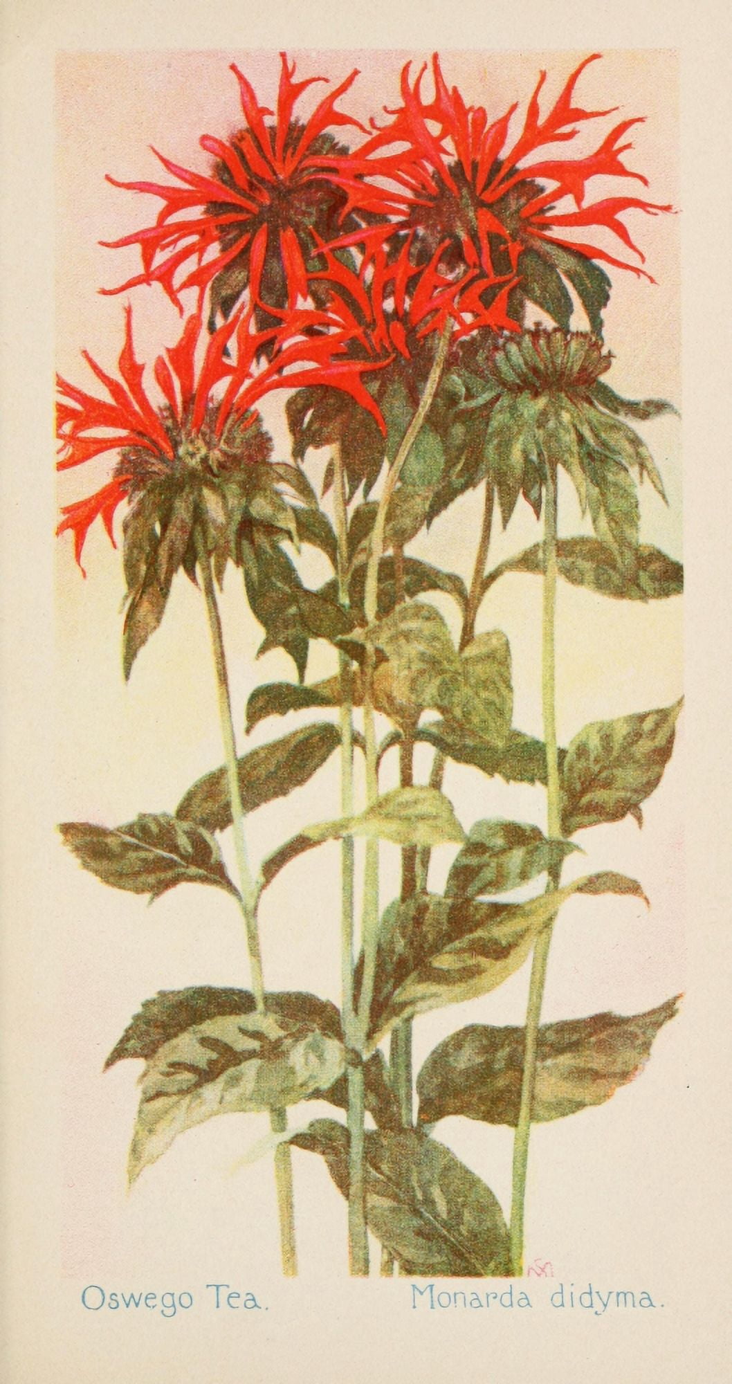 American Wild Flowers 1902 Oswego Tea Canvas Art - F S-Mathews (24 x 36)