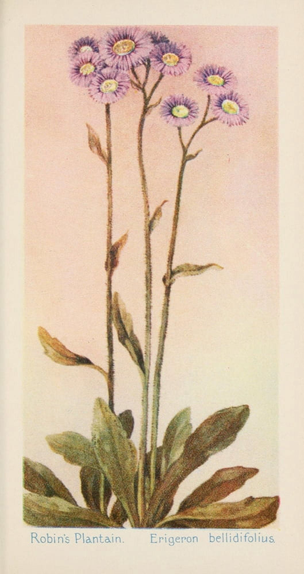 American Wild Flowers 1902 Robins Plantain Canvas Art - F S-Mathews (24 x 36)