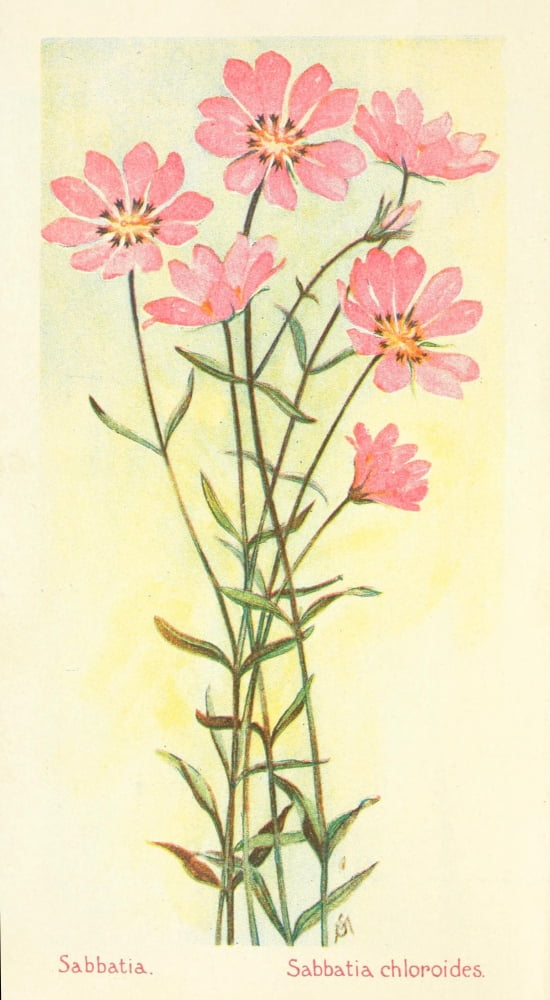 American Wild Flowers 1902 Sabbatia Canvas Art - F S-Mathews (18 x 24)