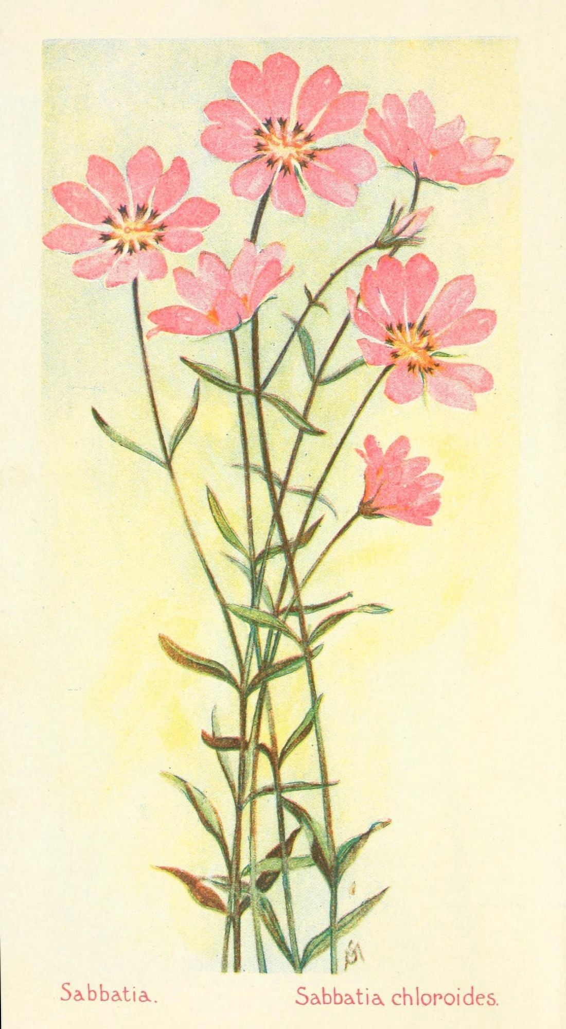 American Wild Flowers 1902 Sabbatia Canvas Art - F S-Mathews (24 x 36)