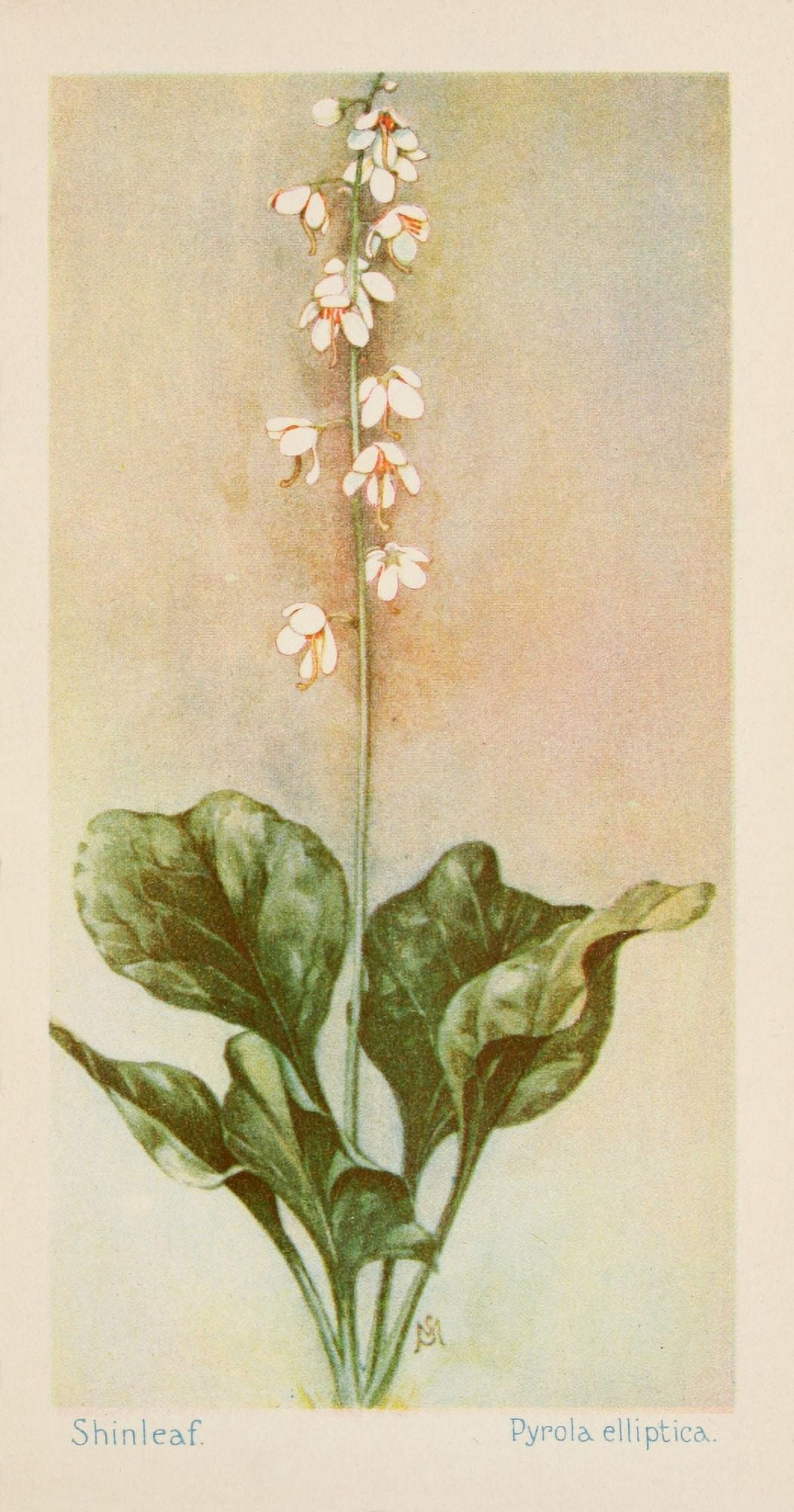 American Wild Flowers 1902 Shinleaf Canvas Art - F S-Mathews (24 x 36)