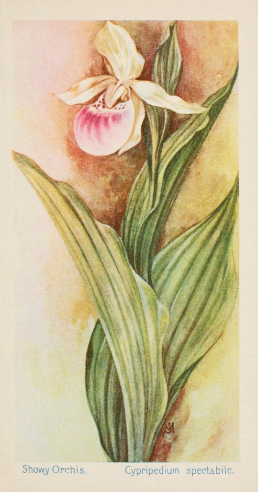American Wild Flowers 1902 Showy Orchis Canvas Art - F S-Mathews (24 x 36)