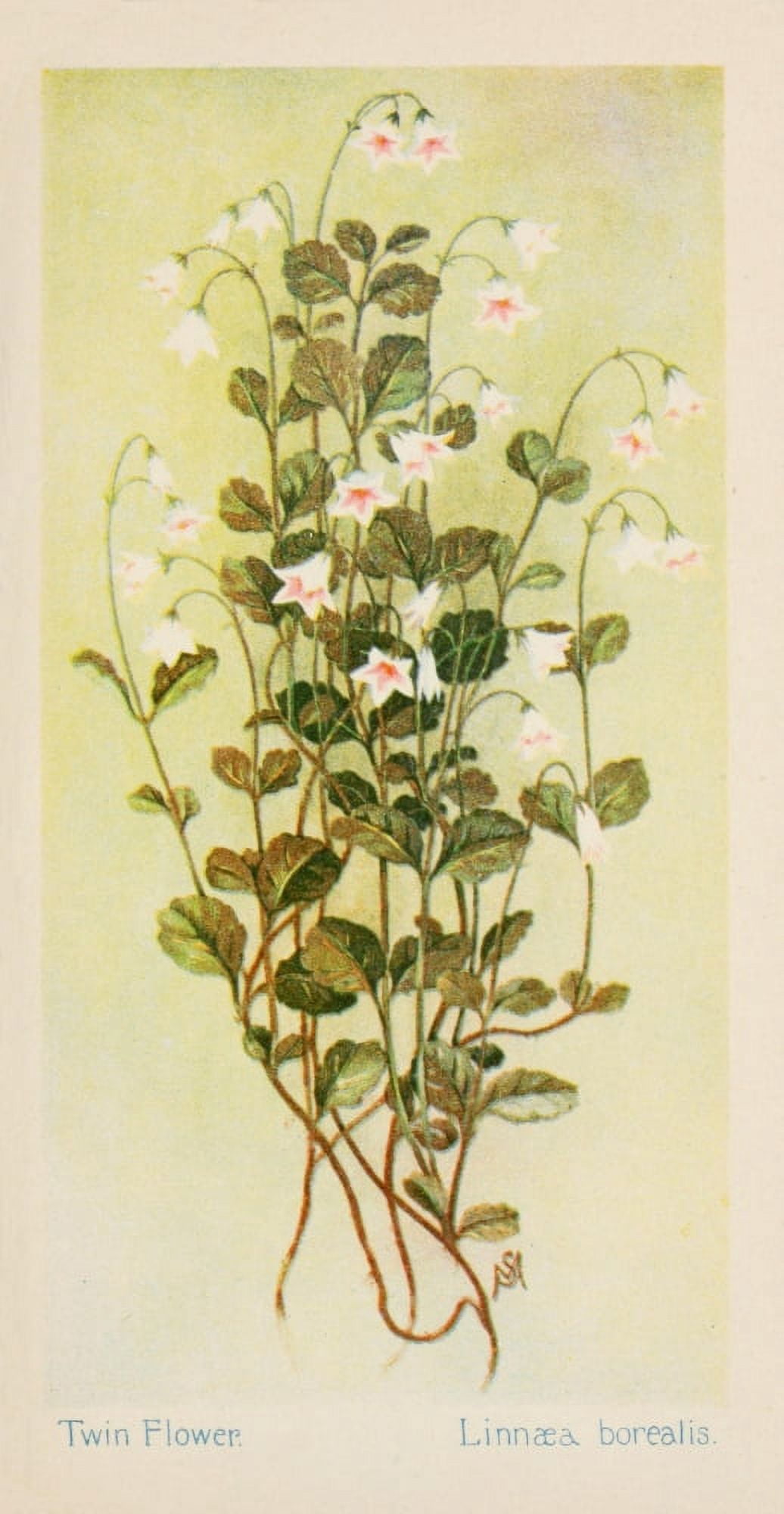 American Wild Flowers 1902 Twin Flower Canvas Art - F S-Mathews (24 x 36)