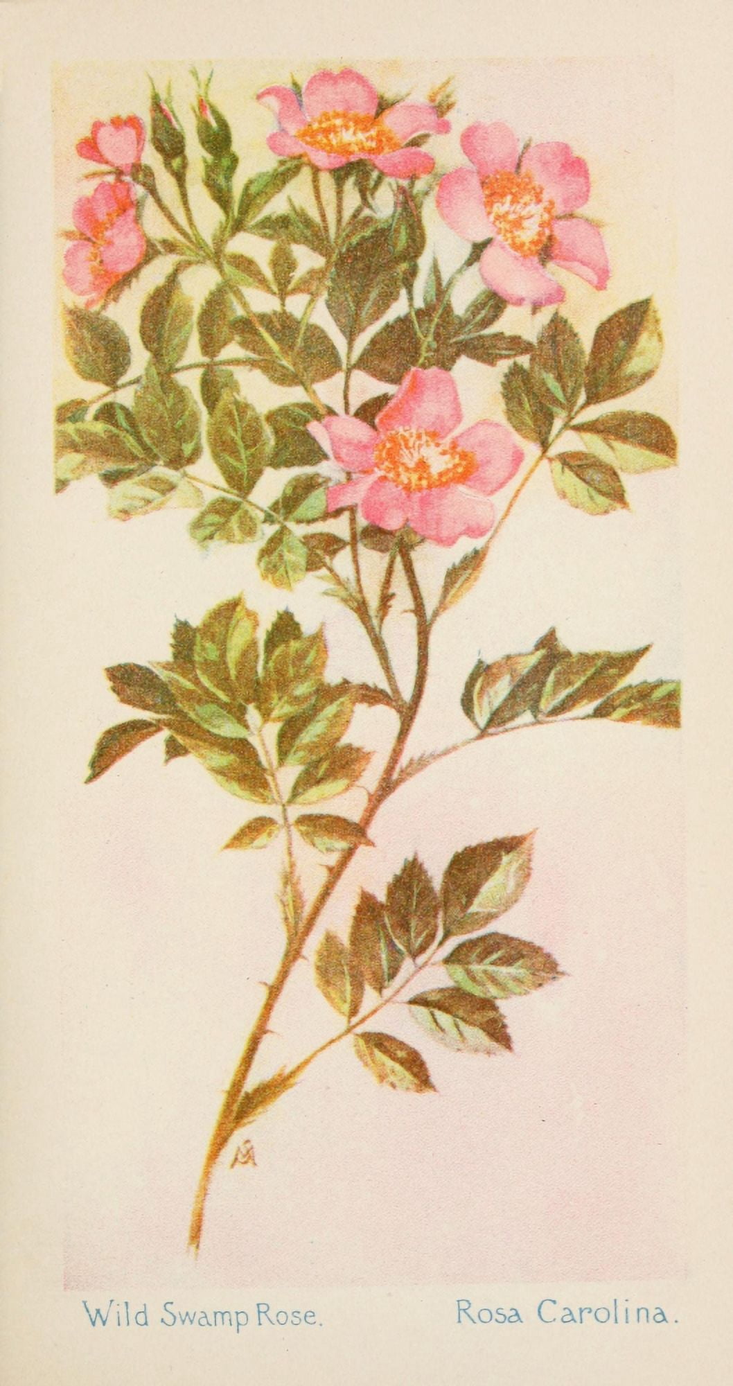 American Wild Flowers 1902 Wild Swamp Rose Canvas Art - F S-Mathews (18 x 24)