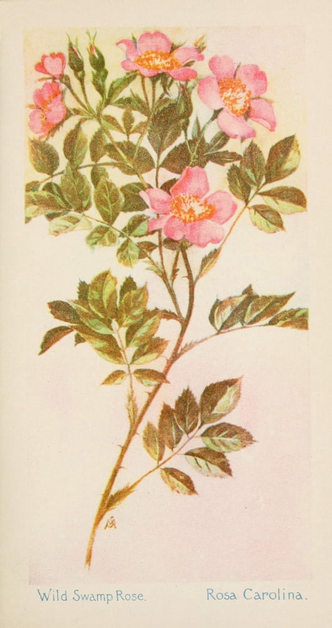 American Wild Flowers 1902 Wild Swamp Rose Canvas Art - F S-Mathews (24 x 36)