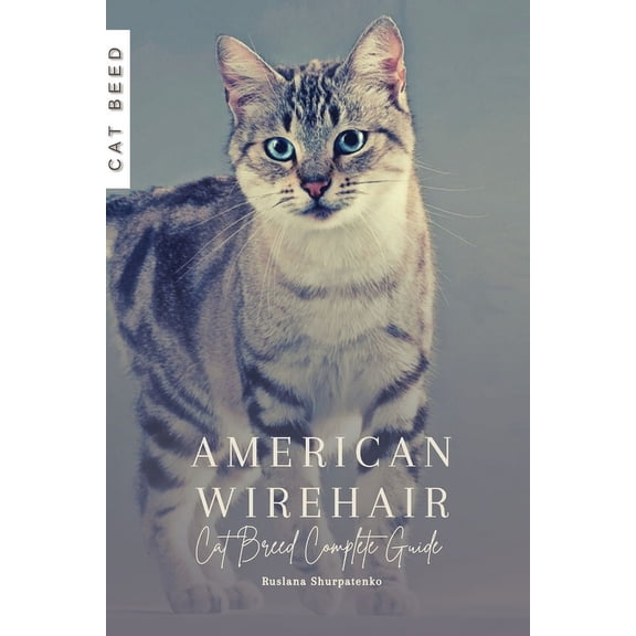 American Wirehair: Cat Breed Complete Guide (Paperback)