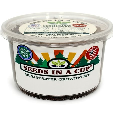 American Wisteria Tree | Seed Starter Grow Kit | Seeds In A Cup®