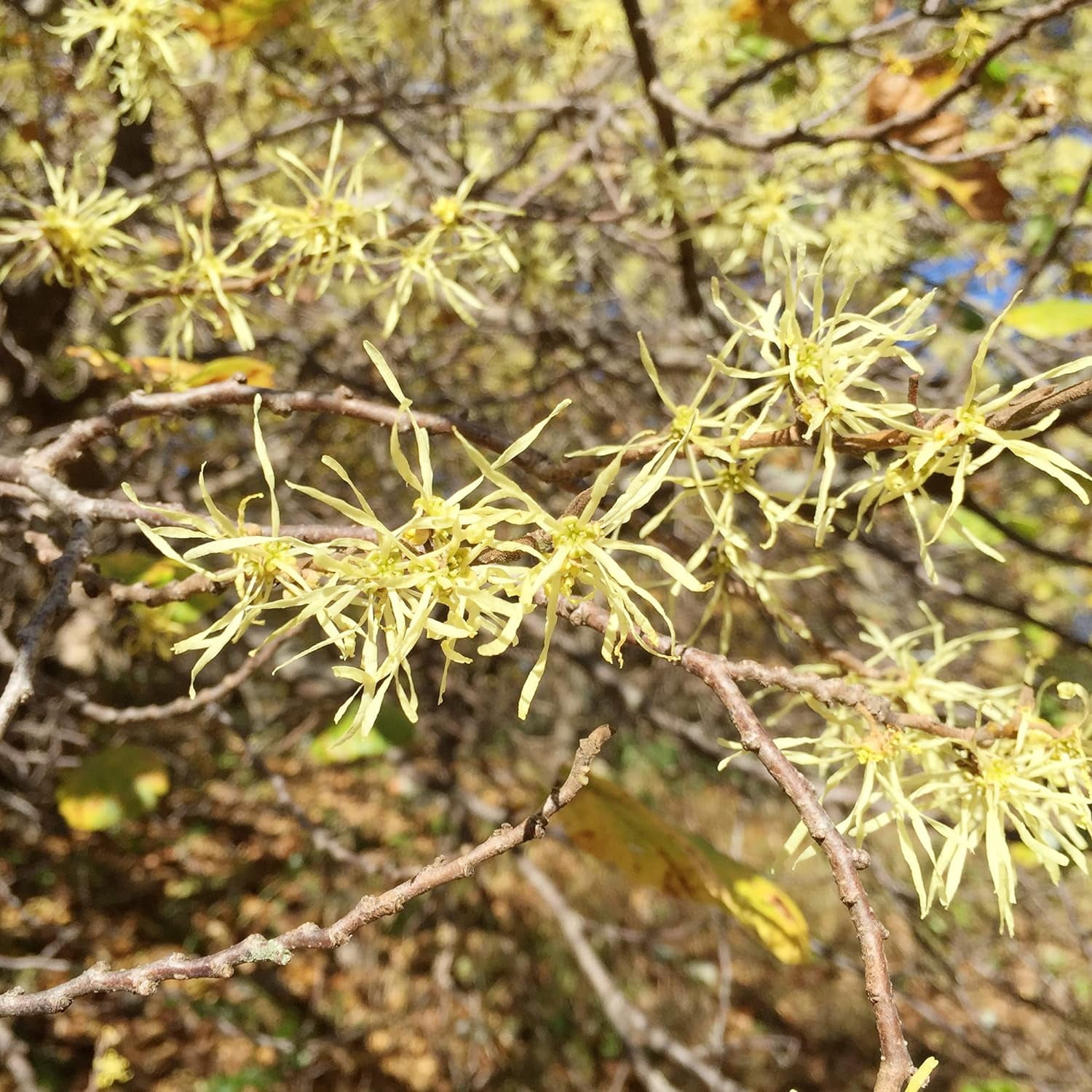 American Witch Hazel Seeds Fragrant Showy Hardy Attracts s Low ...