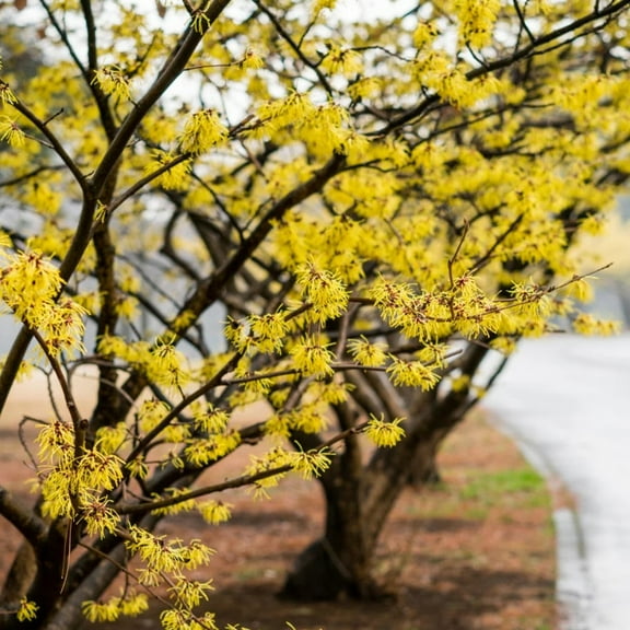 American Witch Hazel Tree Live Plant 6-12" in Quart Pot - Hamamelis Virginiana - Witchhazel Shrubs Bushes - Fragrant Yellow Flowers - Ormanental Shrub Tree for Outdoor Garden