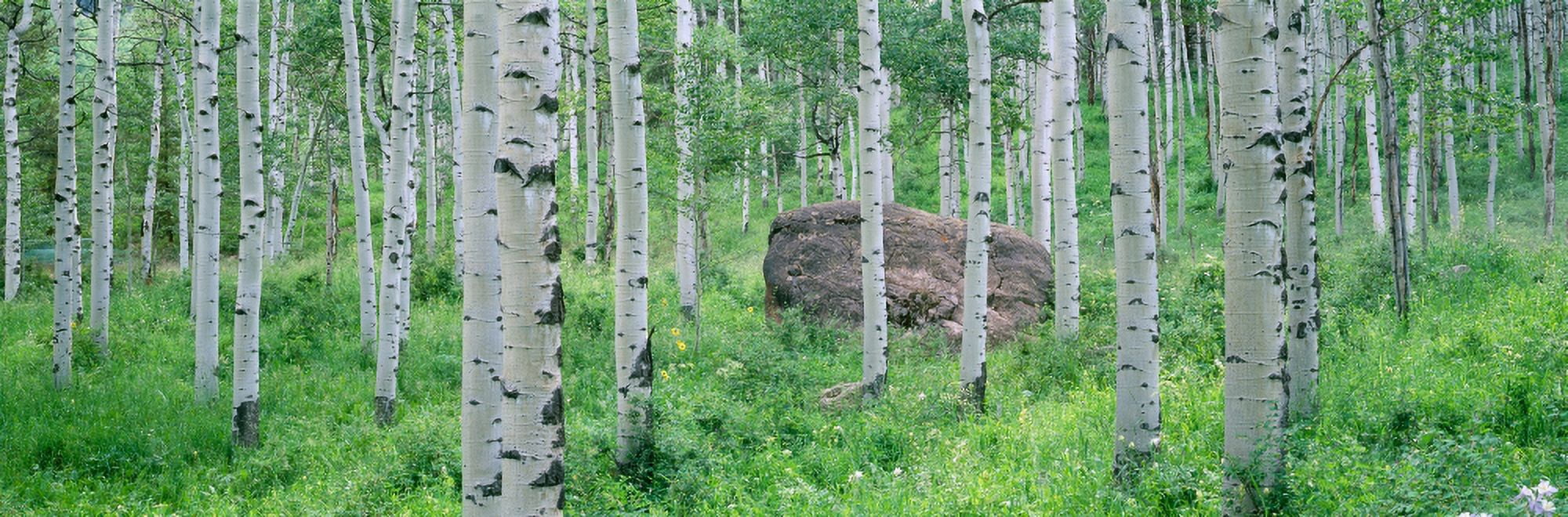 American aspen trees in the forest White River National Forest Colorado USA Canvas Art - Panoramic Images (27 x 9)
