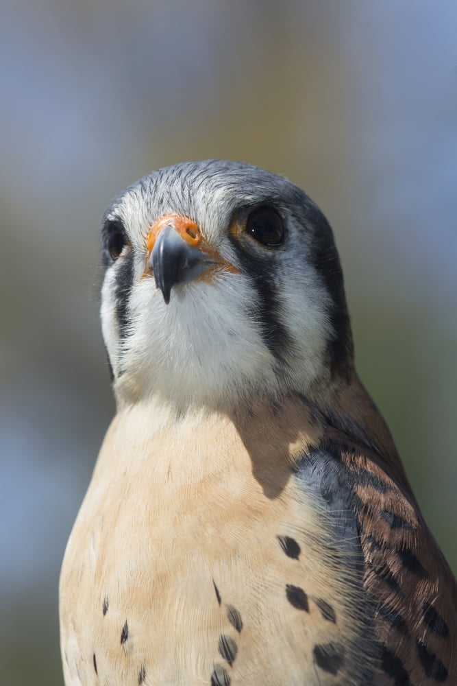 American kestrel in breeding plumage Connecticut USA Canvas Art - Lynn Stone Design Pics (24 x 38)