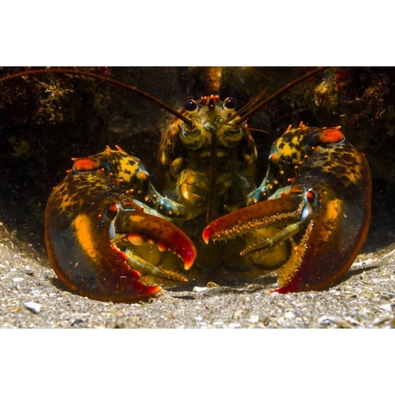 American lobster front view Maine Poster Print by Jennifer Idol/Stocktrek Images