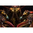 thumbnail image 1 of American lobster  front view  Maine Poster Print by Jennifer Idol/Stocktrek Images, 1 of 2