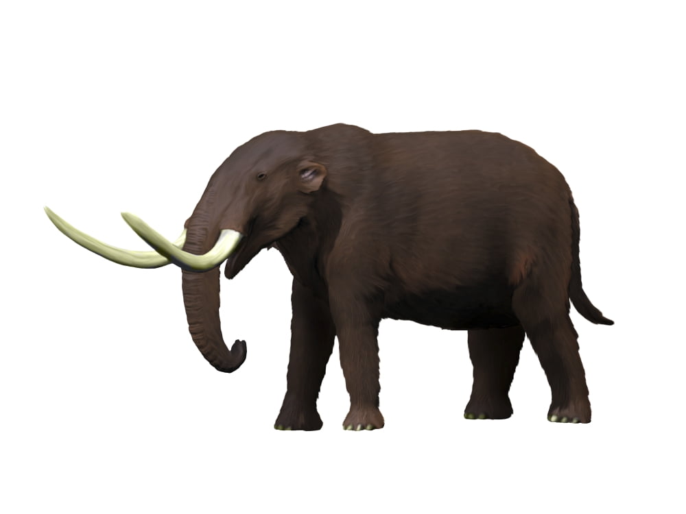 American mastodon from the Pleistocene epoch Canvas Art - Nobumichi TamuraStocktrek Images (33 x 25)