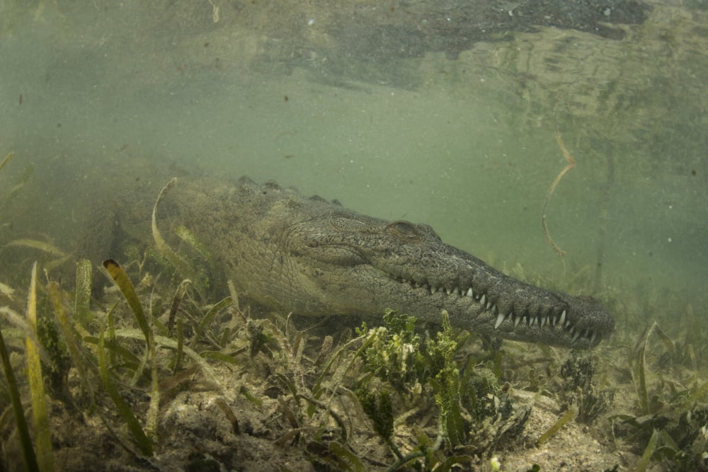 American saltwater crocodile in mangrove off of Cuba Canvas Art - Mathieu MeurStocktrek Images (17 x 12)