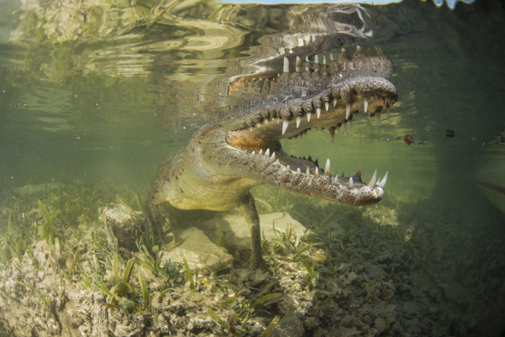 American saltwater crocodile in mangrove off of Cuba Canvas Art - Mathieu MeurStocktrek Images (17 x 12)