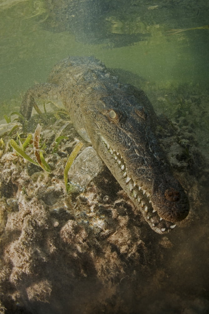 American saltwater crocodile in mangrove off of Cuba Canvas Art - Mathieu MeurStocktrek Images (23 x 34)