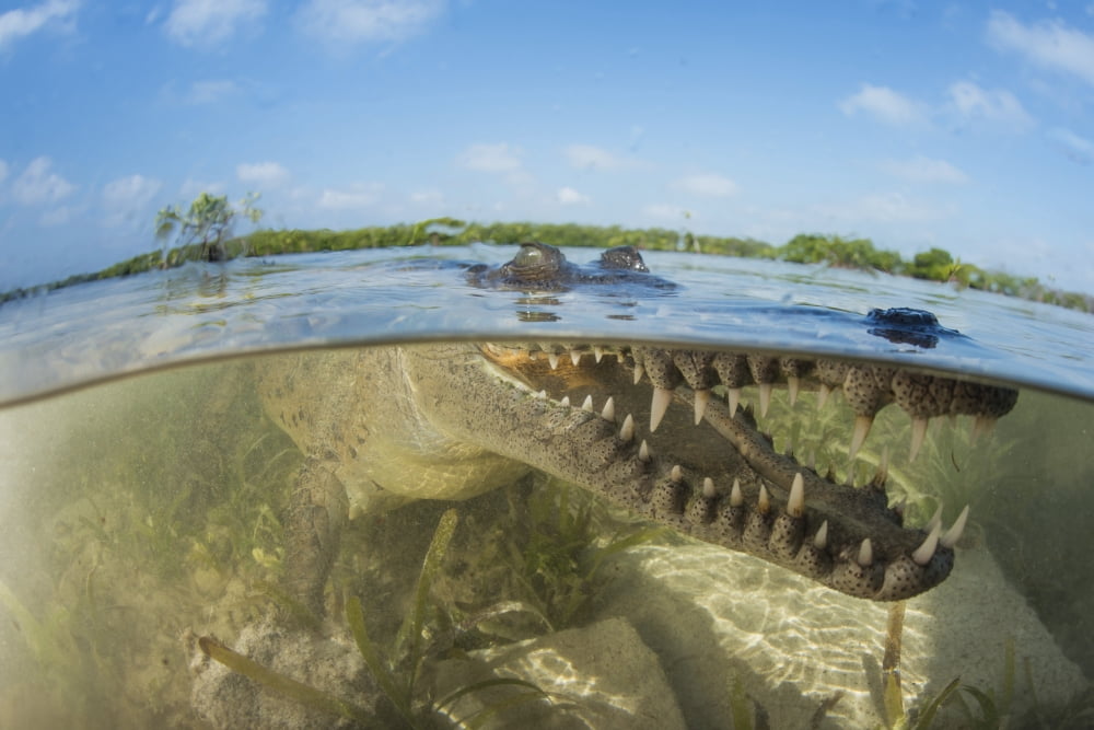 American saltwater crocodile in mangrove off of Cuba Canvas Art - Mathieu MeurStocktrek Images (34 x 23)