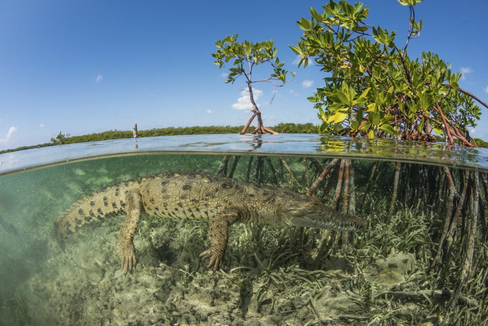 American saltwater crocodile swimming in mangrove off of Cuba Canvas Art - Mathieu MeurStocktrek Images (34 x 23)