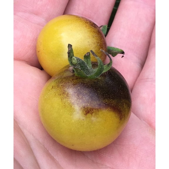 Amethyst Cream Blushing Cherry Tomato Premium Seeds Packet