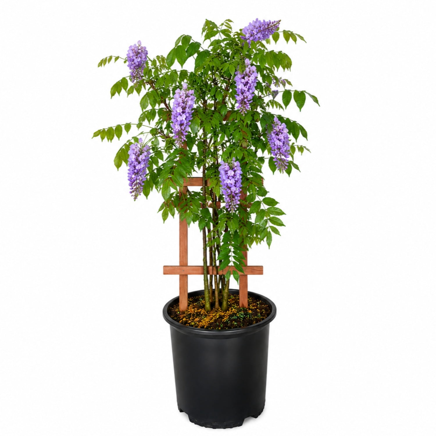 Expert Gardener Amethyst Falls Wisteria Vine, 2.5 Gallon - Lavender-Purple, Sun Exposure Needs: Full Sun or Partial Shade