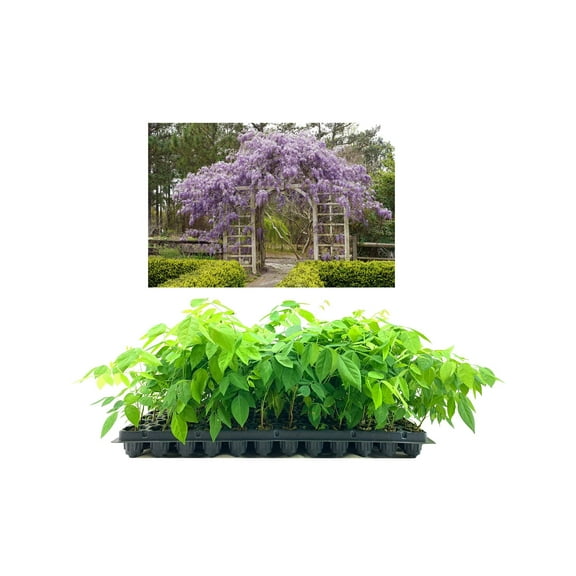 Amethyst Falls Wisteria Frutescens Vine  10 Live Plants  Beautiful Drought Tolerant Fragrant Purple Flowering Vine