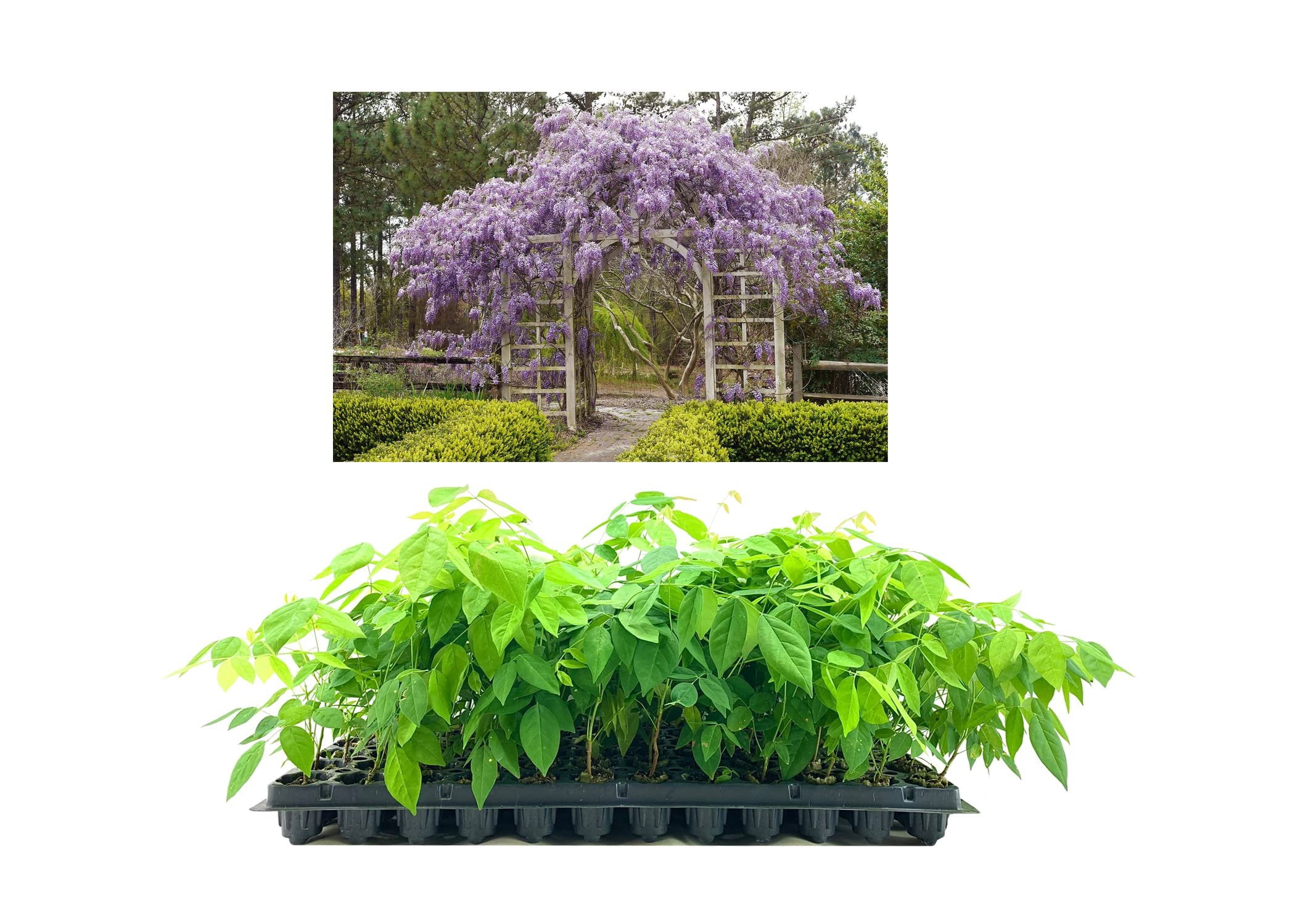 Amethyst Falls Wisteria Frutescens Vine  3 Live Plants  Beautiful Drought Tolerant Fragrant Purple Flowering Vine
