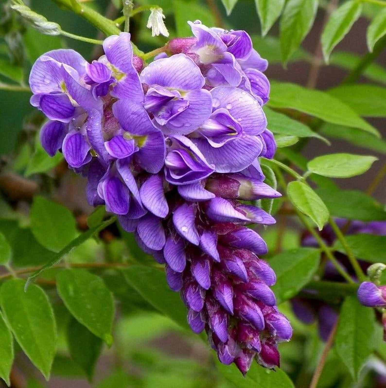 JandMFarms Amethyst Falls Wisteria Plant
