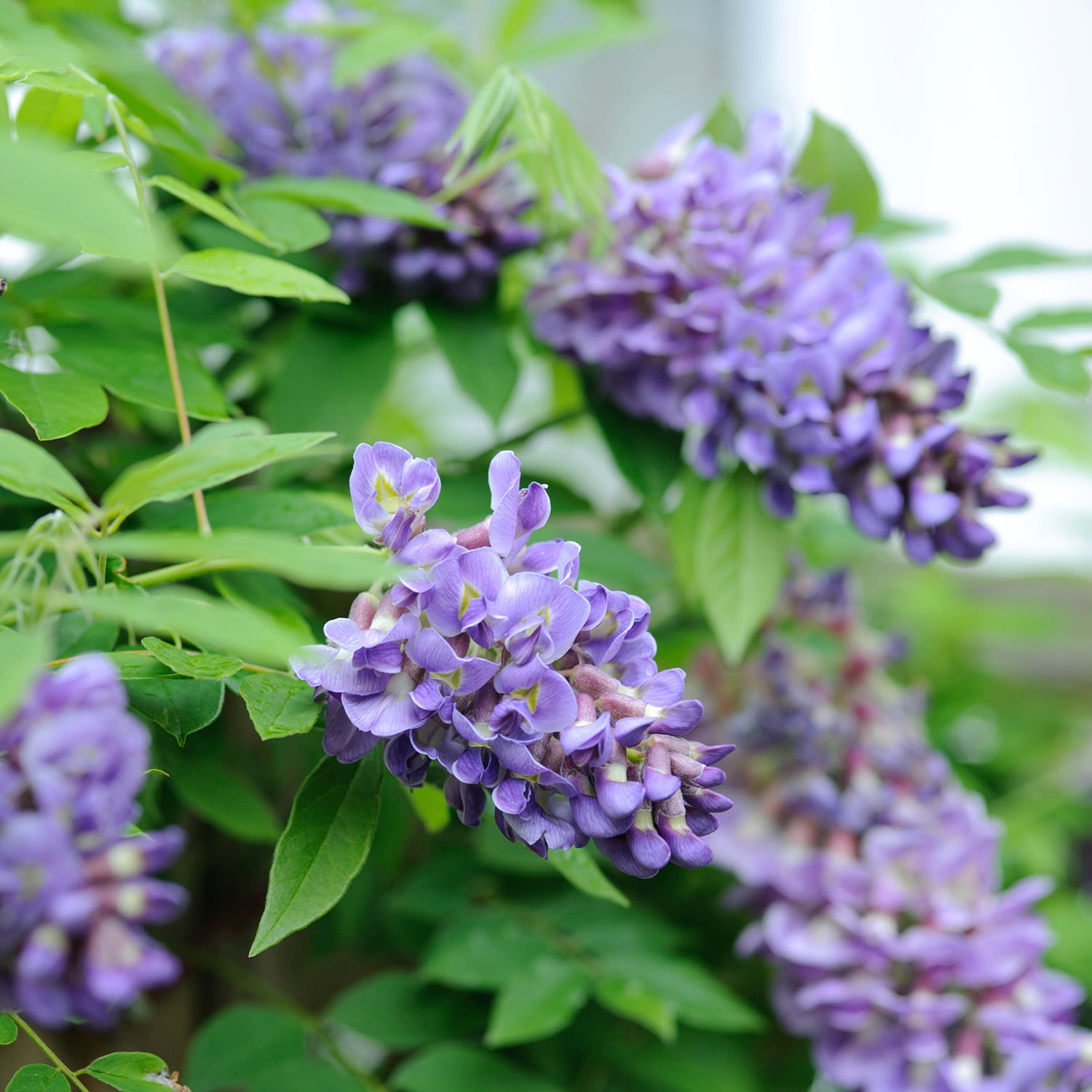 Wisteria Shrub