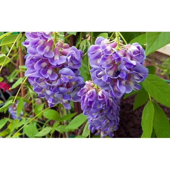 Amethyst Falls Wisteria Vine - 4" Pot