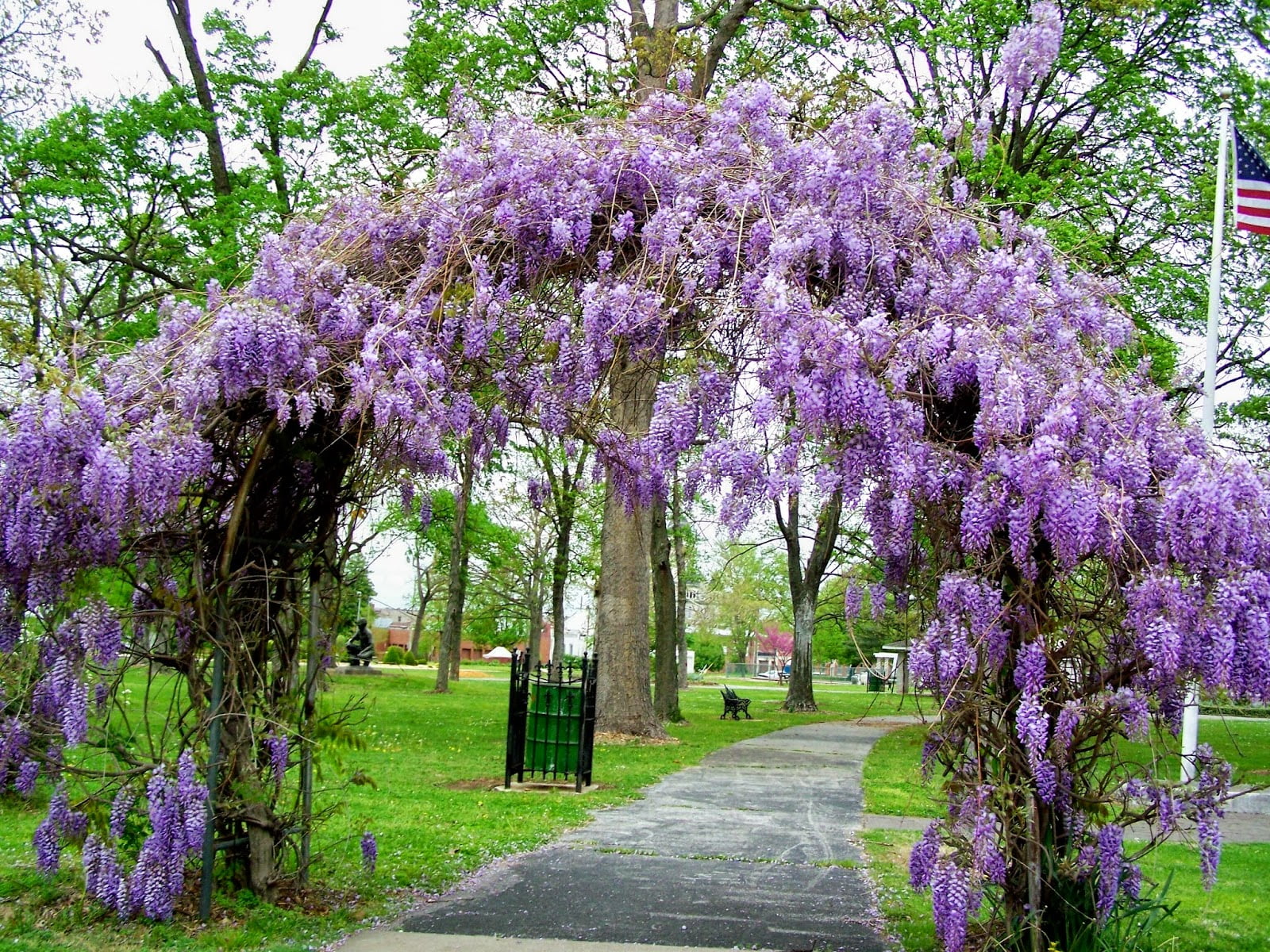 Hanging Wisteria Bush x9, 19