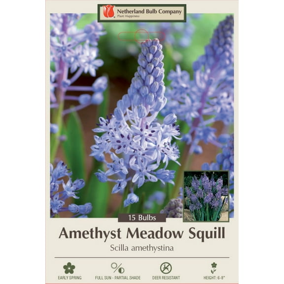 Amethyst Meadow Squill 15 Bulbs - Scilla amethystina - 6/+ cm Bulbs