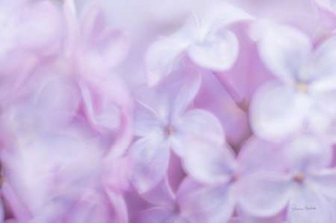 Amidst the Lilacs Canvas Art - Ramona Murdock (12 x 18)