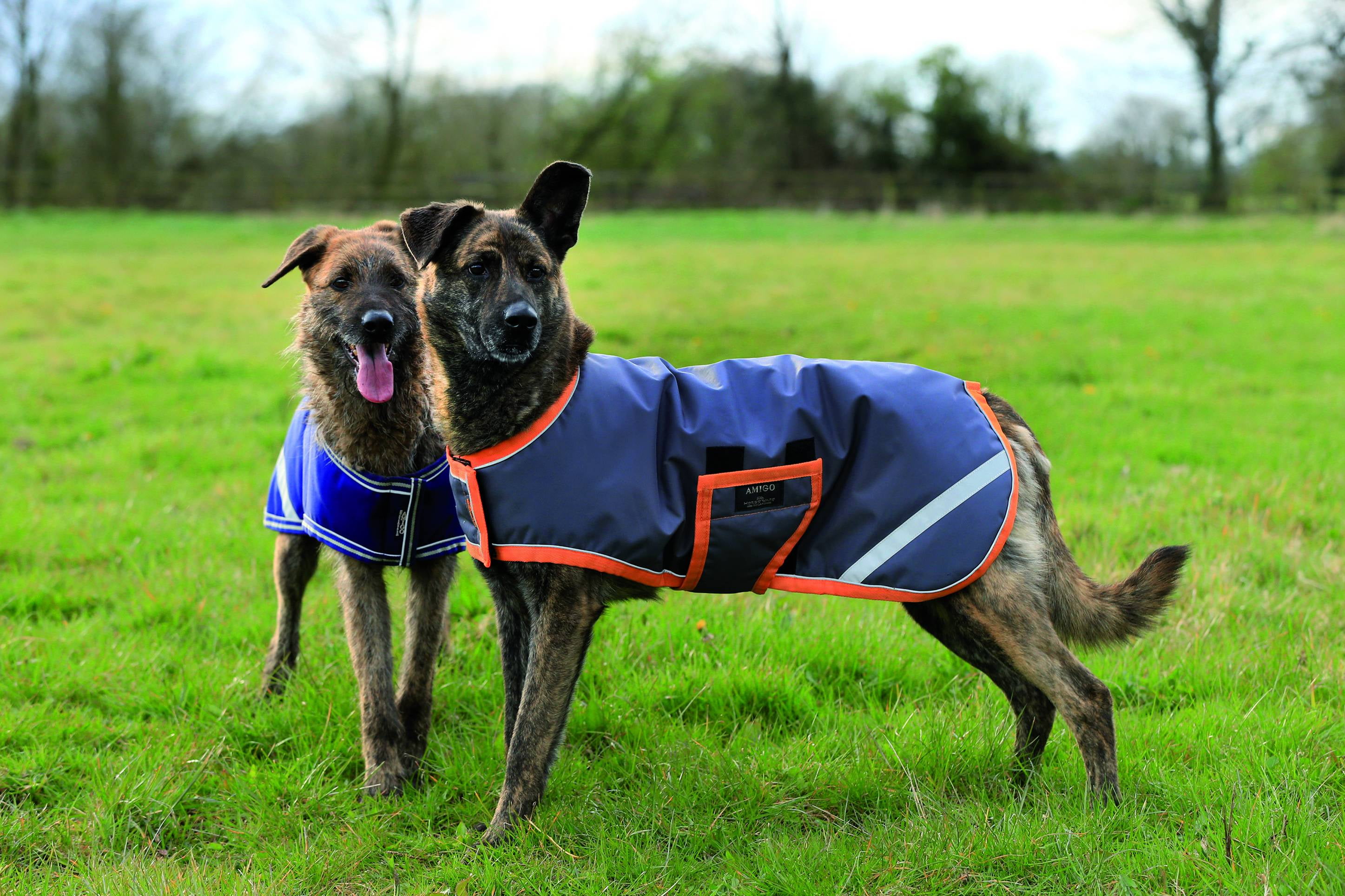 Amigo Waterproof Dog Blanket Walmart