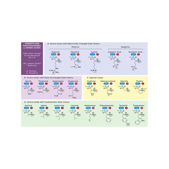 Amino Acids Chart DNA Codon Table Genetic Code Poster Study Aid for Med Student Nursing Student Biology Classroom