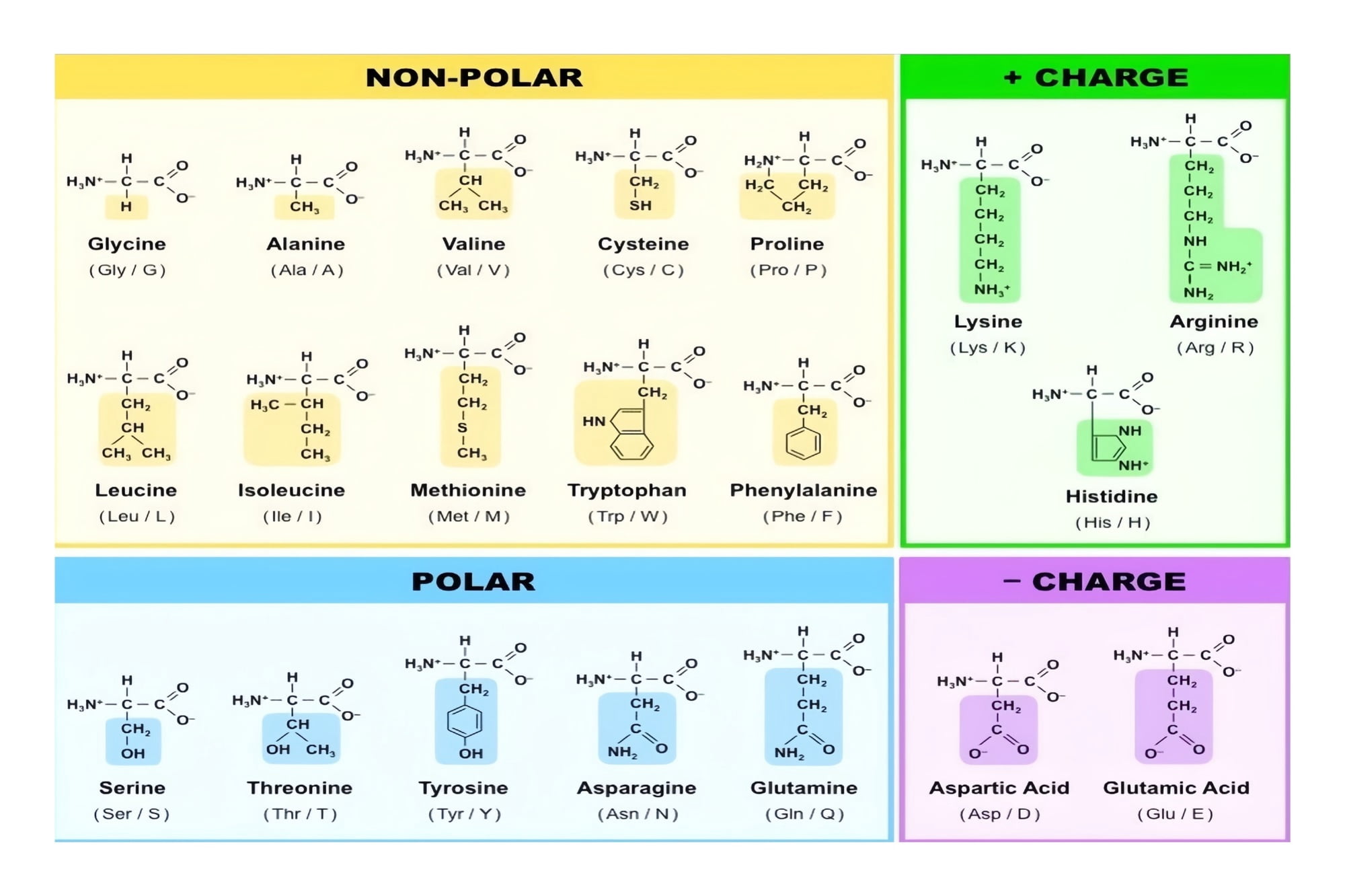 Amino Acids and Genetic Code Biochemistry Cheat Sheet Laminated Poster ...