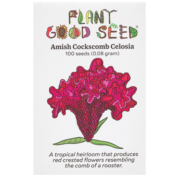 Amish Cockscomb Celosia Seeds