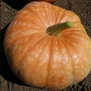 Amish Pie Squash Seeds - 4 Grams 25 Seeds - Heirloom, Open Pollinated, Non-GMO, Farm & Vegetable Gardening Seeds - Winter Squash / Pumpkin