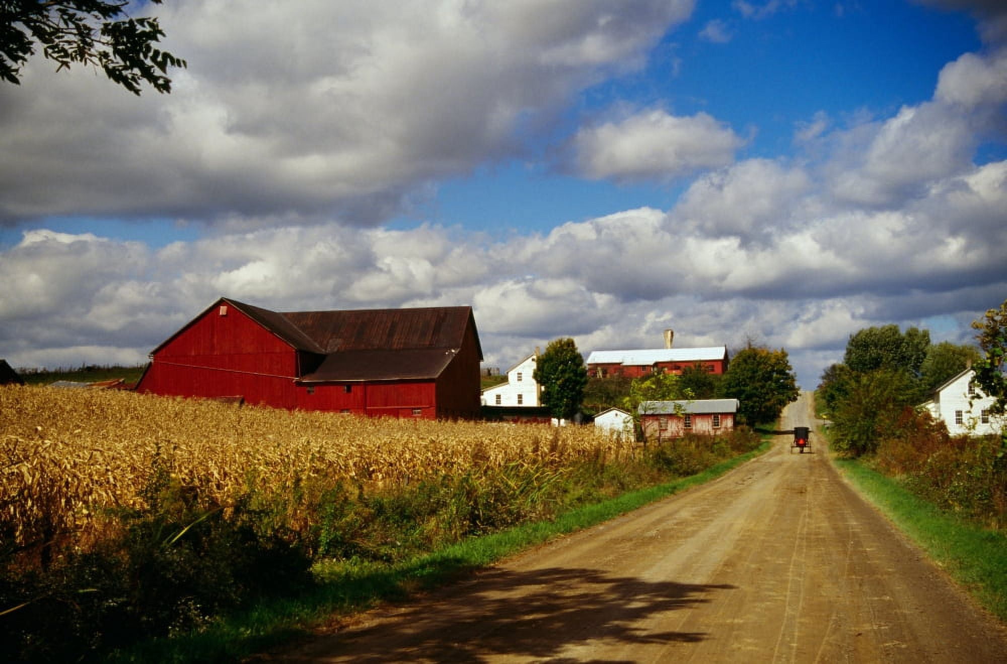 Amish farm buildings and corn field along country road Ohio USA Canvas Art - Panoramic Images (36 x 12)