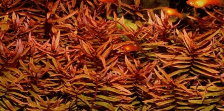 Ammania Gracilis Red Bunch Live Aquarium Plants – Freshwater Aquatic Stem Plant for Fish Tanks & Aquascaping